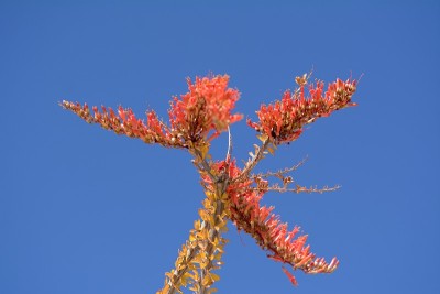 沙漠花和地区，加利福尼亚