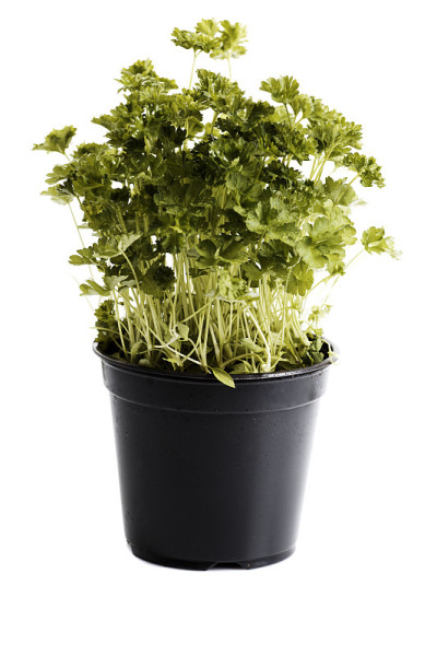 锅里的绿欧芹