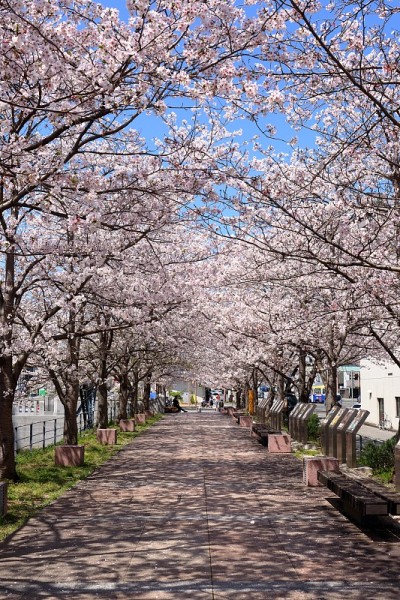 我们去看樱花吧(高知县高知市)