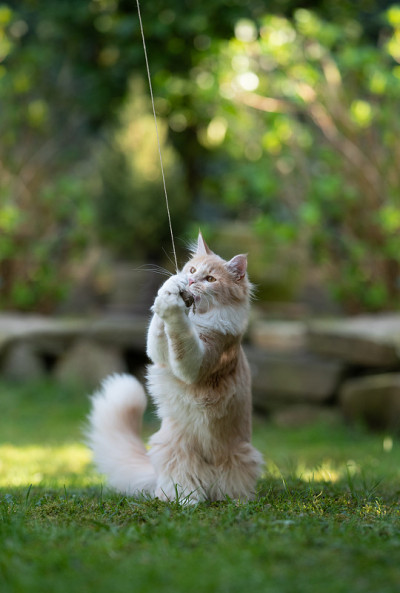 猫玩