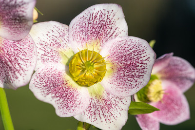 藜芦花
