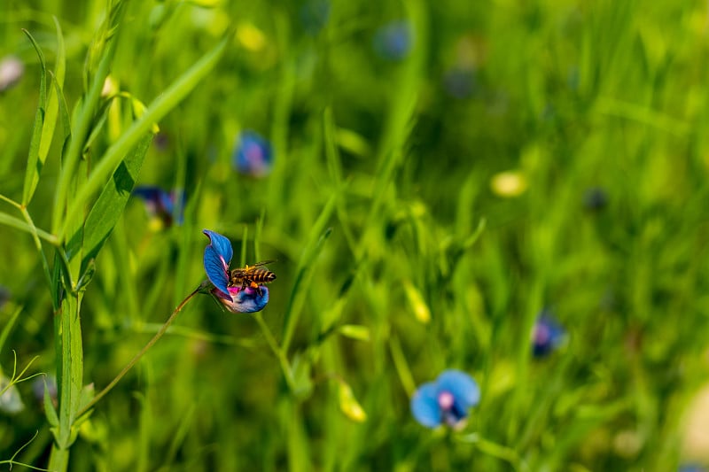 采蜜的蜜蜂从草叶草，石菖蒲树