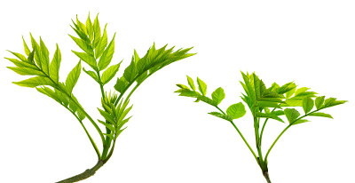 绿色的接骨木树枝。春天。药用植物。花卉装饰。绿色的树叶。孤立。