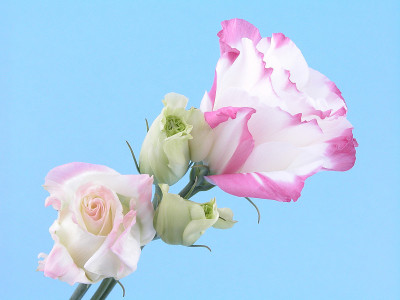 eustoma