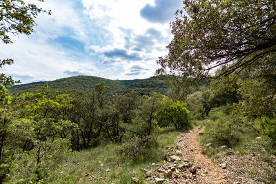 穿过Cévènnes森林的小路，靠近Corbès村(Occitanie，法国)