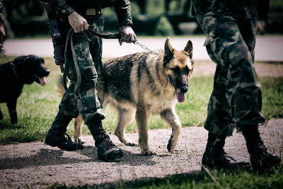 士兵和军犬。
