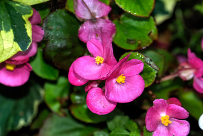 秋海棠。种植花。