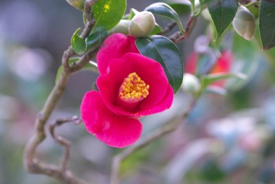 公园里的茶花展览
