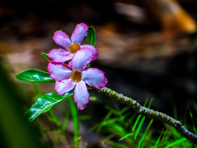 花的纹理