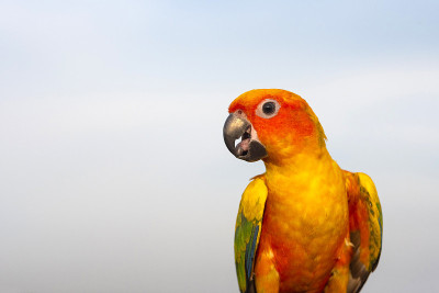 特写鸟太阳Conure