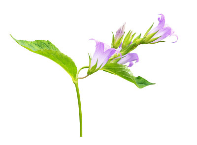 小枝与风铃花