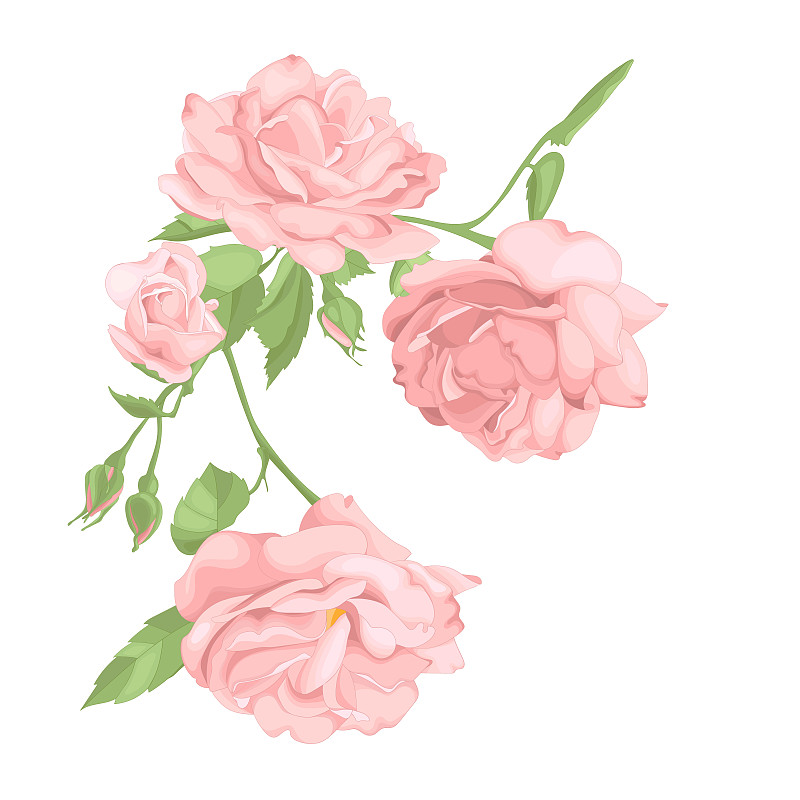 Roses.