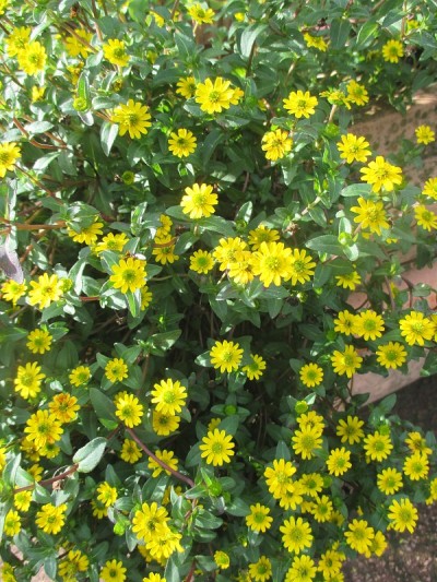 小黄雏菊的花坛