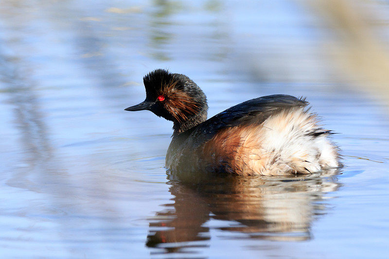 黑necked Grebe (Podiceps nigricollis, Podiceps casp