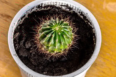 放在木桌上的花盆里的仙人掌