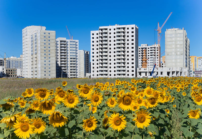 向日葵在新建筑前盛开