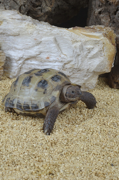 俄罗斯的乌龟