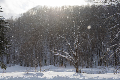 下雪天的枯树