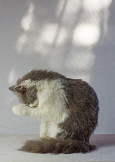 灰猫的爪子搭在脸上