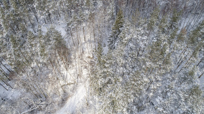 俯瞰瑞典白雪覆盖的冷杉森林。