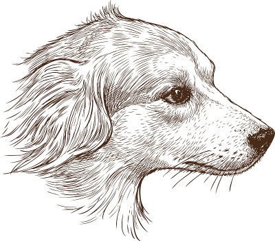 牧羊犬的头