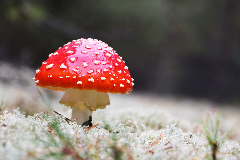 红色毒蕈之一种蘑菇