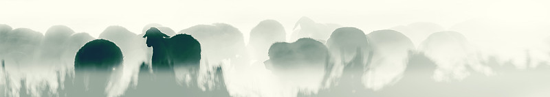 水平自然旗帜。群羊。白色背景。
