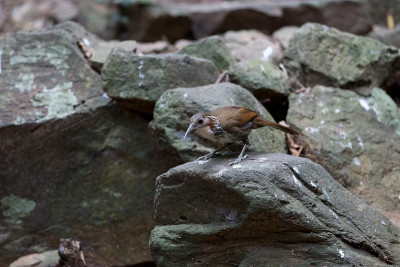 鸟:成年大弯刀舌鸟(Pomatorhinus hypoleucos)