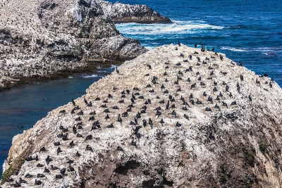 鸟岛，Point Lobos, CA