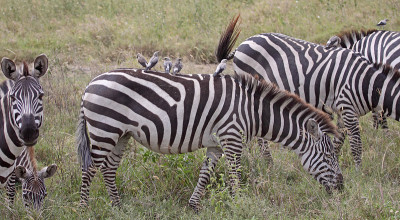 Oxpeckers Zebra-Back上