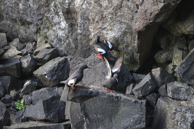 鸽子Guillemot，美国俄勒冈海岸