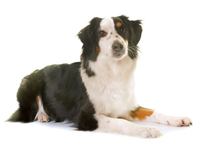 微型美国牧羊犬