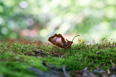 秋天苔藓上的干叶。