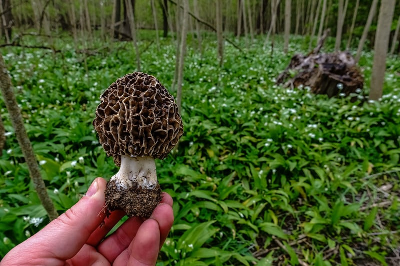 来自森林的美味羊肚菌