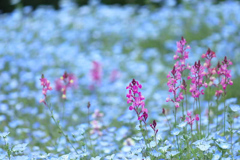 蓝眼睛和Linaria