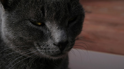 灰色猫黄眼睛的特写肖像。那只猫在打盹，眼睛半睁着。灰色的猫嘴，黄眼睛，长长的黑胡子，灰色的鼻子。有选