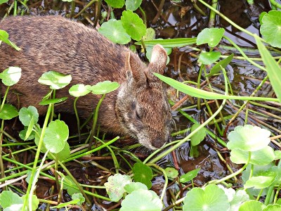 沼泽兔(Sylvilagus palustris)吃湿地中的水生植物