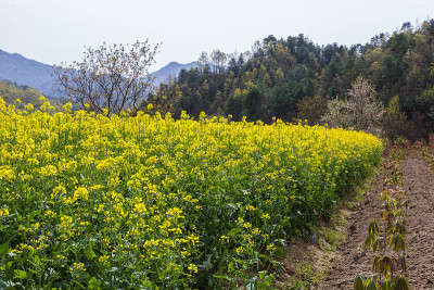 油菜籽