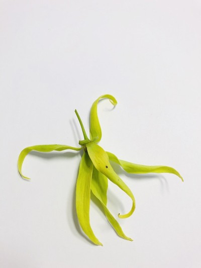 Ylang Ylang