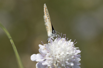 Aricia agestis