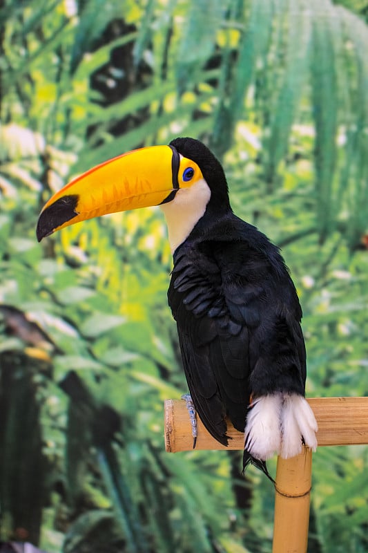 Toco Toucan