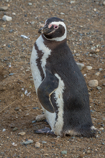 Penguins