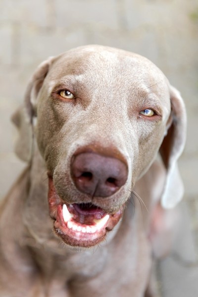 魏玛猎狗肖像。猎犬。近距离肖像的魏玛猎犬，户外与温暖的下午太阳。
