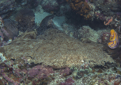 流苏wobbegong