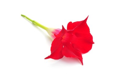 红色mandevilla splendens