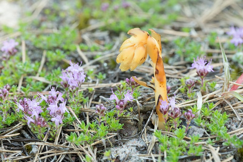 荷兰人的烟斗，布雷克兰百里香中的Monotropa hypopitys