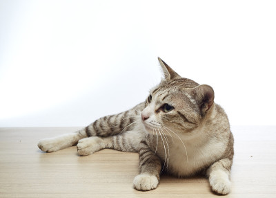 灰色毛茸茸的猫