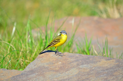 西部黄wagtail(莫塔西拉黄)