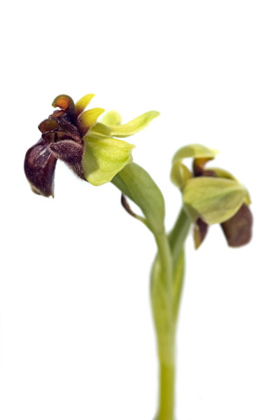 大黄蜂兰花