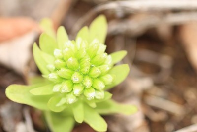 Petasites japonicus